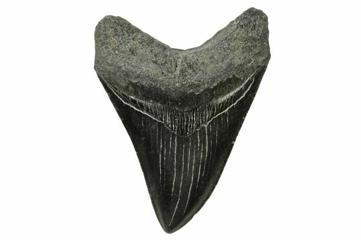 Serrated, Megalodon Tooth - South Carolina #383651